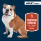 Product Authority Digestive Support Adult Wet Dog Food - Chicken with Pumpkin, 10 oz