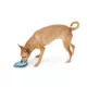 Product Joyhound® Rip Roarin' Tough Puffer Fish Dog Toy