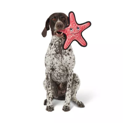 Product Joyhound® Rip Roarin' Tough Starfish Dog Toy