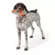 Product Joyhound® Flyer Dog Toy