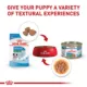 Product Royal Canin Small Breed Thin Slices in Gravy Puppy Dog Wet Food - 5.1 oz
