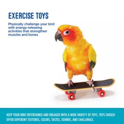Product All Living Things® Skateboard Bird Toy