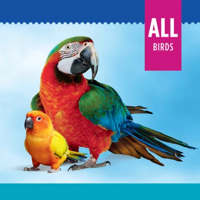 Product All Living Things® Ring Toss Bird Toy