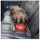 Product Kurgo® Splash Free Wander Dog Water Bowl