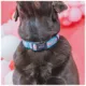 Product Sassy Woof Barbie On a Roll Dog Collar