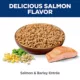 Product Hill's Science Diet Adult Dog Wet Food - Salmon & Barley Entree, 13 oz