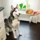 Product Greenies Smart Topper All Life Stages Wet Dog Meal Topper - Grain Free, Chicken, Beef, Potatoes