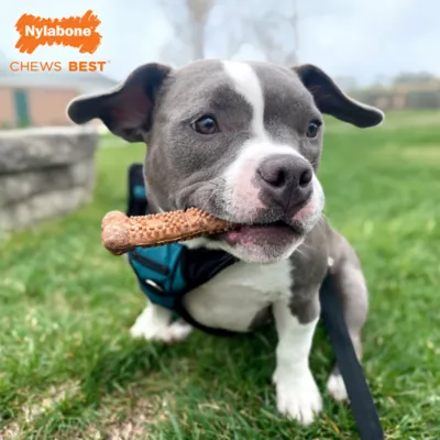 Product Nylabone® Healthy Edibles Meaty Center