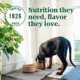 Product NUTRO ULTRA™ Large Breed Puppy Dry Dog Food - Chicken, Lamb, Salmon