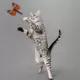 Product Playology® Butterfly Cat Toy