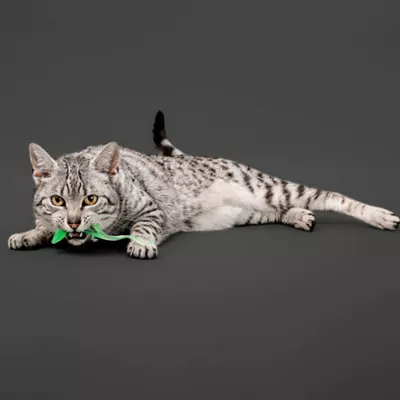 Product Playology® Lizards with Bugs Cat Toys, 2 Pack
