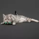 Product Playology® Lizards with Bugs Cat Toys, 2 Pack