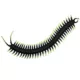 Product Playology® Centipede Cat Toy