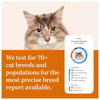 Product Wisdom Panel Complete DNA Test Kit for Cats