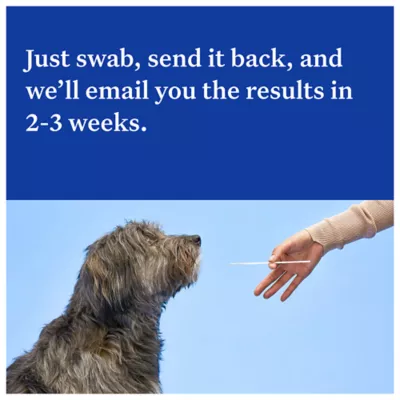 Product Wisdom Panel Essential Breed Identification DNA Test for Dogs