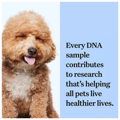 Product Wisdom Panel Breed Discovery Breed Identification DNA Test for Dogs