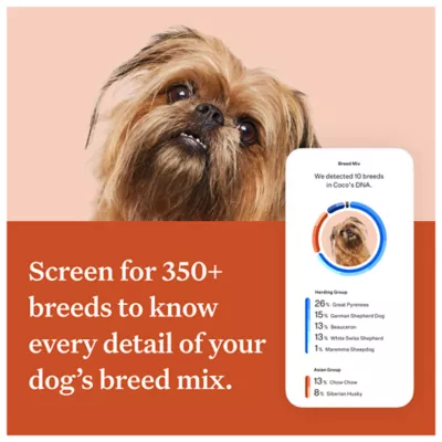Product Wisdom Panel Premium Breed Identification & Health Condition Identification DNA Test for Dogs