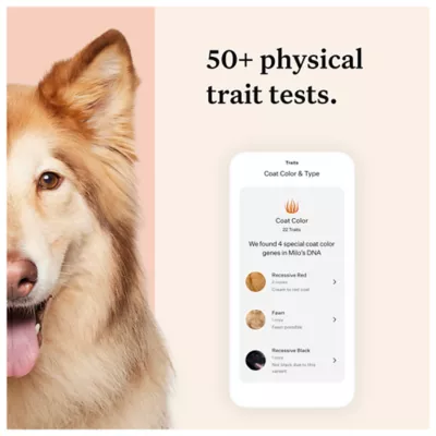 Product Wisdom Panel Premium Breed Identification & Health Condition Identification DNA Test for Dogs