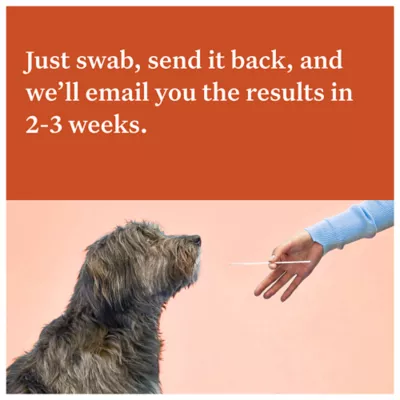 Product Wisdom Panel Premium Breed Identification & Health Condition Identification DNA Test for Dogs