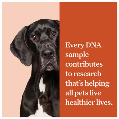 Product Wisdom Panel Premium Breed Identification & Health Condition Identification DNA Test for Dogs