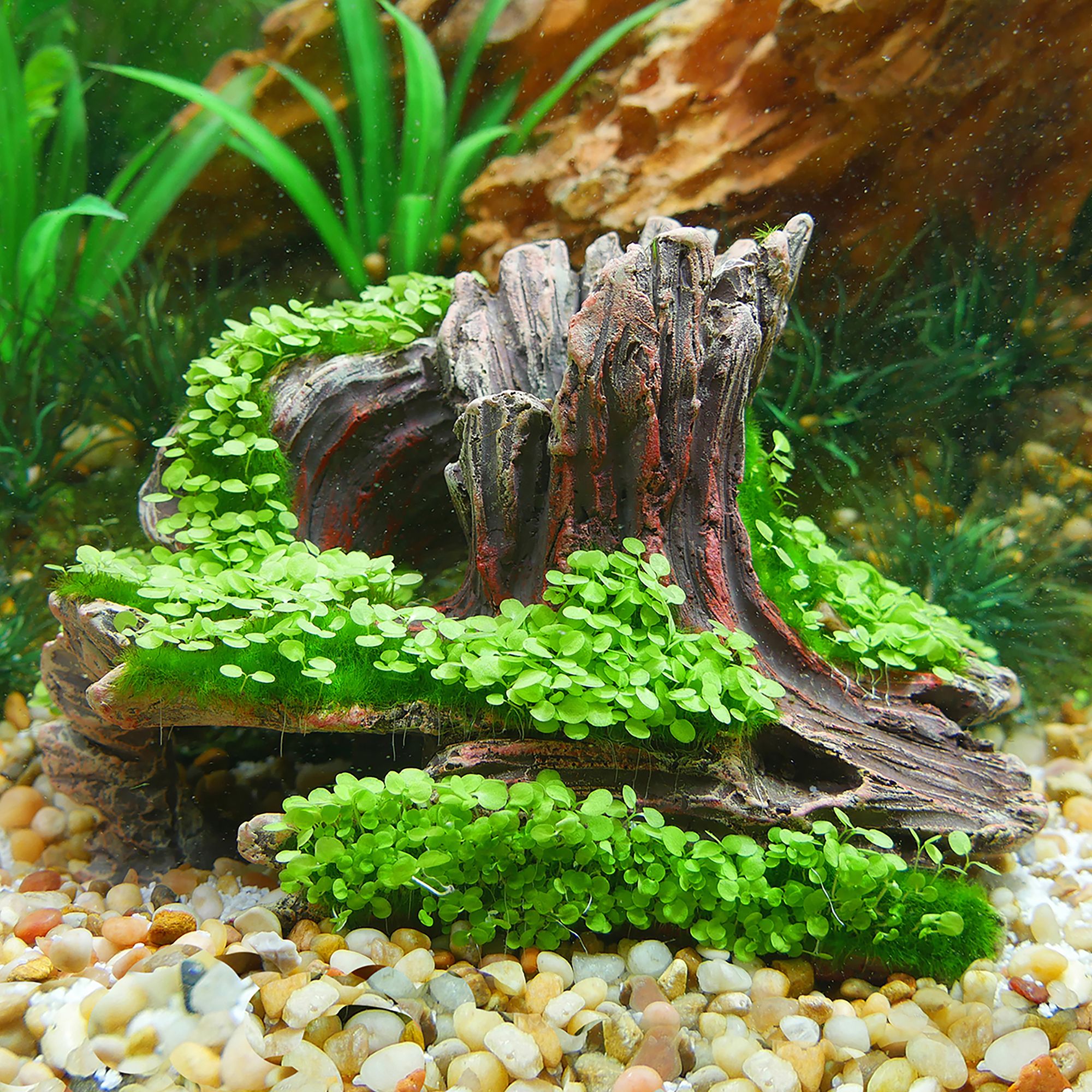 Aqua-Flora ™ Living Log