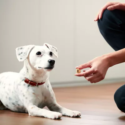 Product Milk-Bone Peanut Butter Maro Snacks 40 OZ