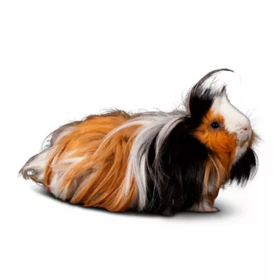 Product Fancy Guinea Pig
