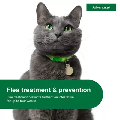 Product Advantage Topical Cat Flea Treatment and Prevention For Large Cats Over 9 lbs.