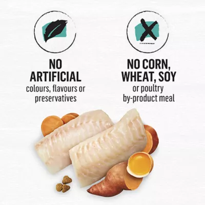 Product Beyond Grain Free Dry Cat Food - Wild-Caught Whitefish & Free Run Egg Recipe