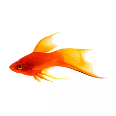 Product Red Velvet Swordtail
