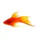 Product Red Velvet Swordtail