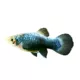 Product Blue Calico Platy