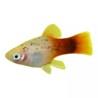 Product Peppermint Platy