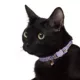 Product Whisker City® Butterflies Cat Collar