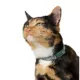 Product Whisker City® Foil Fish Cat Collar