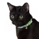 Product Whisker City® Green Checkered Cat Collar