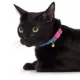Product Whisker City® Cat Centric Cat Collar