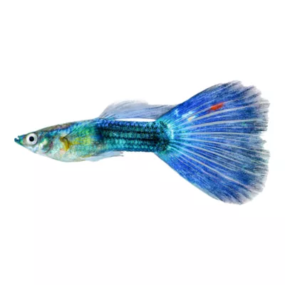 Product Blue Guppy