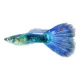 Product Blue Guppy