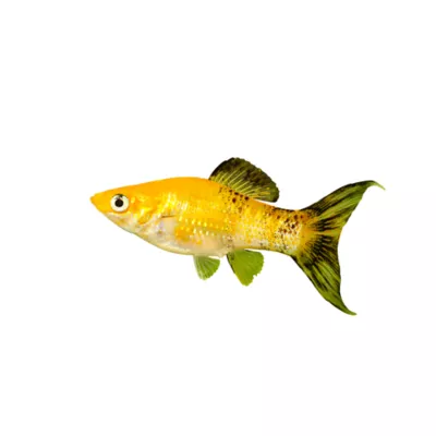 Product Calico Lyretail Molly