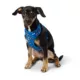Product Top Paw® Bones Comfort Dog Harness