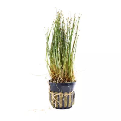 Product Potted Dwarf Hairgrass Live Aquatic Plant