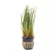 Product Potted Dwarf Hairgrass Live Aquatic Plant