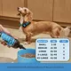 Product Pet Honesty's Skin + Coat Health + Salmon Oil for Dog 12 Oz