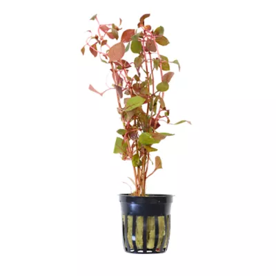 Product Potted Ludwigia Live Aquatic Plant