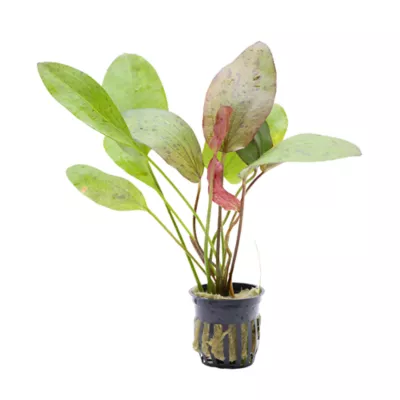 Product Potted Assorted Sword Live Aquatic Plant