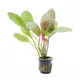 Product Potted Assorted Sword Live Aquatic Plant