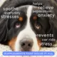 Product Native Pet Calm Chews for Dogs - Anxiety & Calming Supplement