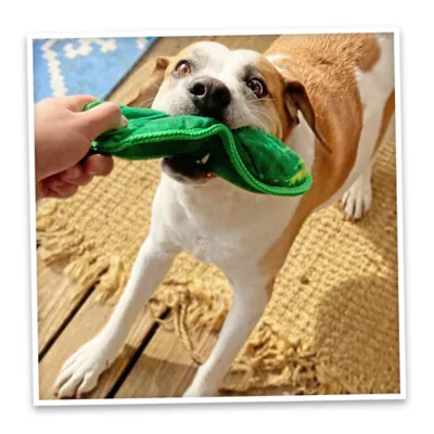 Product Doggijuana® Tuffer Chewer Refillable Dill Pickle Dog Toy