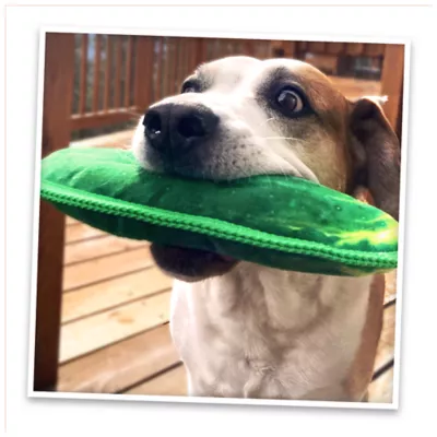 Product Doggijuana® Tuffer Chewer Refillable Dill Pickle Dog Toy